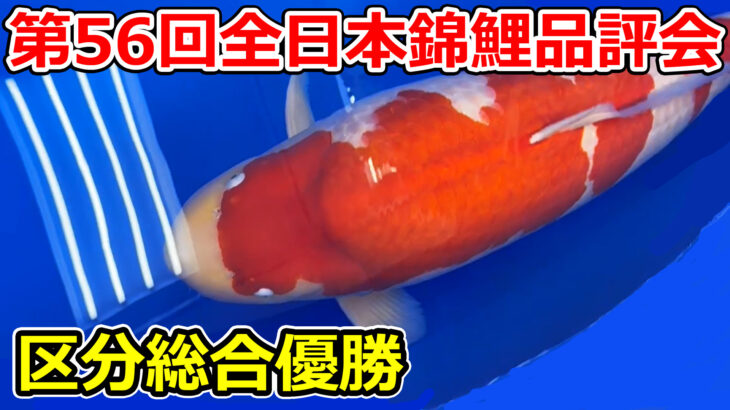 第56回全日本錦鯉品評会2026 区分総合優勝